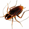 Cucaracha