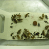trampas monitoring