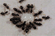 lasius niger