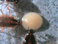 insectos rastreros