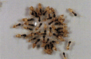 tapinoma melanocephalum